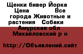 Щенки бивер Йорка  › Цена ­ 30 000 - Все города Животные и растения » Собаки   . Амурская обл.,Михайловский р-н